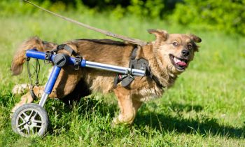 Arkansas Students Learn to Build Dog Wheelchairs