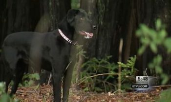 Technology aids crews in rescuing dog-walker, 6 dogs that fell down ravine