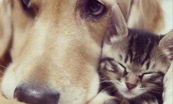 Golden Retriever Adopts Kitten Rejected By Her Mother