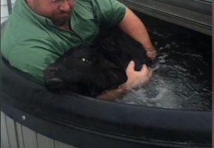 Farmer uses hot tub to save baby cow