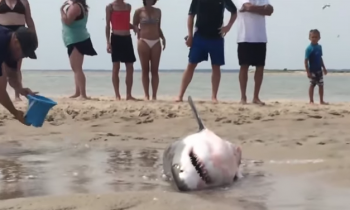 Amazing Footage Of A Great White Shark Getting Rescued