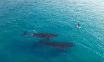Paddleboarder’s Peaceful Encounter with Two Whales Captured by Drone (WATCH)