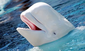 Beluga Whale Stuns Navy Team With Amazingly Human Chatter (LISTEN)