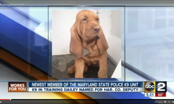 Newest member of the Maryland State Police K9 Unit…K9 in training Dailey!
