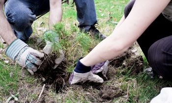 Harford County Planting 200 Trees on March 25 to Celebrate Arbor Day 2016