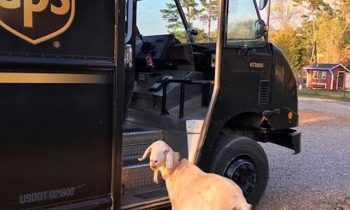 This Rescue Goat is in Love With the UPS Driver