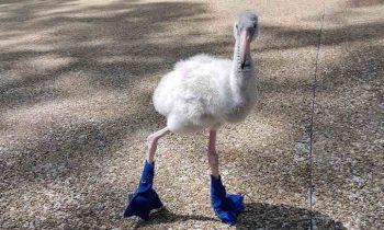 Boots Were Made For Walking – and Helping This Baby Flamingo Grow Healthy and Strong