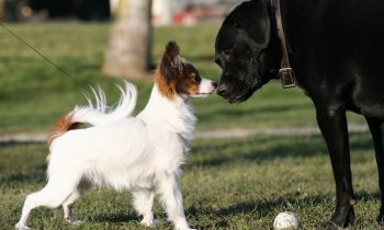 Harford County Opens New Dog Park in Abingdon