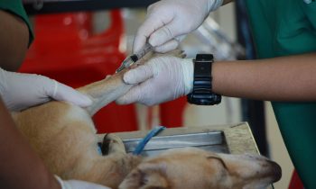HEALTH DEPARTMENT OFFERS LOW-COST RABIES  VACCINATIONS FOR WORLD RABIES DAY