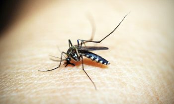 Unscheduled Mosquito Control Spraying in Prince George’s, Harford Counties