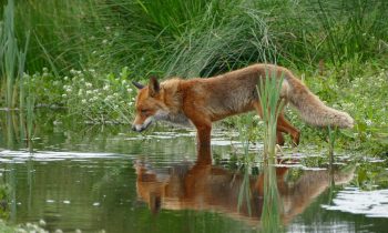 Foxes and Septic in Harford County!