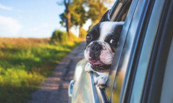 Do You Have A License For Your Dog?