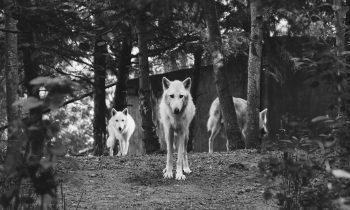 Where Are You In The Wolf Pack?