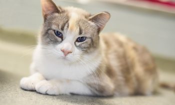 Cat of the Week – JAZZY
