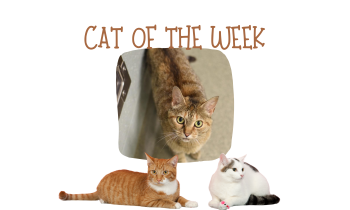 Cat of the Week – COCO