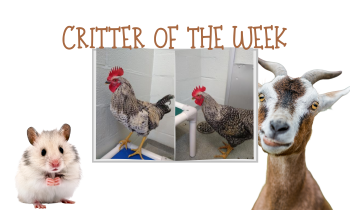 Critters of the Week – QUESO & GUACAMOLE