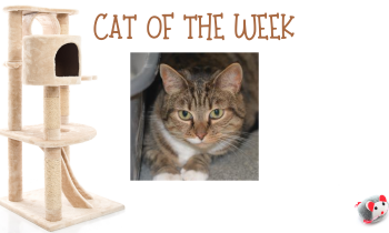 Cat of the Week – KIT-KAT