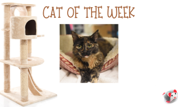 Cat of the Week – IRIS