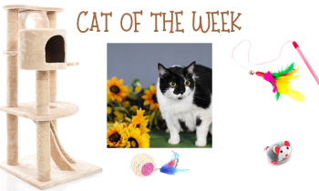 Cat of the Week – MISTER