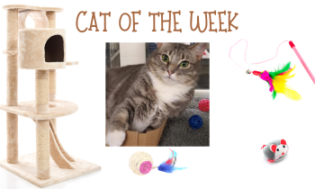 Cat of the Week – PENELOPE