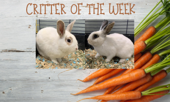 Critters of the Week – PIP & POP