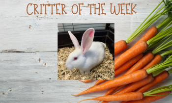 Critter of the Week – CINNABUN 1