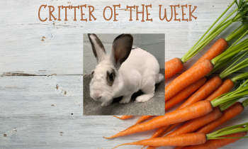 Critter of the Week – KING