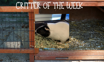 Critter of the Week – PEBBLES