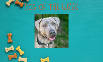 Dog of the Week – JUDE