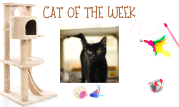 Cat of the Week – SCARLETT