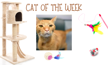 Cat of the Week – HITCHCOCK