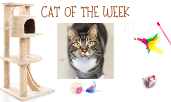 Cat of the Week – MARIE