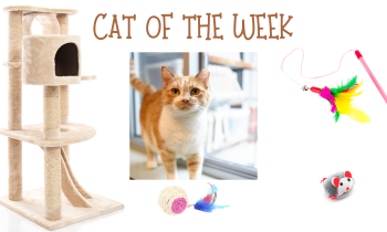 Cat of the Week – ROBBY