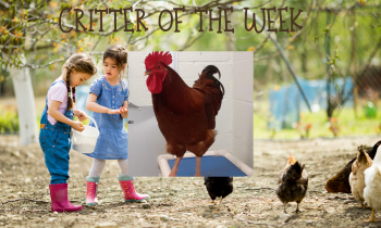 Critter of the Week – RALPHIE