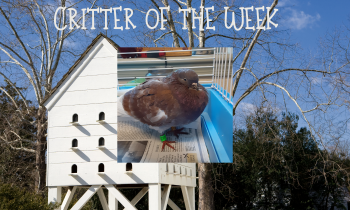 Critter of the Week – VALIANT