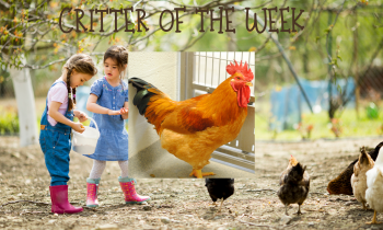 Critter of the Week – SQUASH