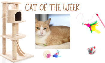 Cat of the Week – PAULY