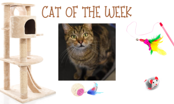 Cat of the Week – JACK O’LANTERN