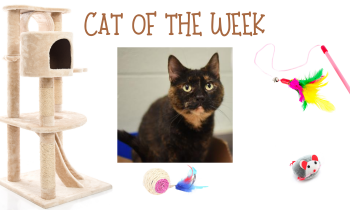 Cat of the Week – REESE