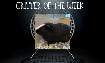 Critter of the Week – HUCKLEBERRY