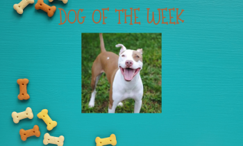 Dog of the Week – STORM