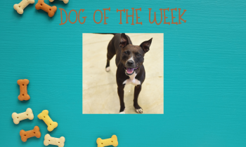 Dog of the Week – LENNY