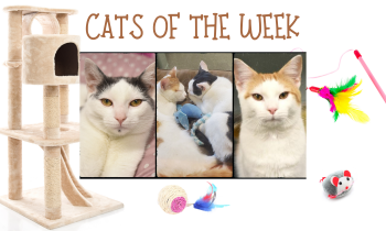 Cats of the Week – BRAD & CHARM