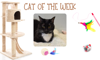 Cat of the Week – PEEPS