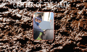 Critter of the Week – HULK
