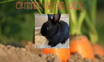 Critter of the Week – KOTA