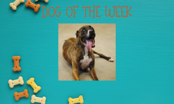Dog of the Week – POE