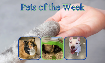 Pets of the Week for January 12, 2021