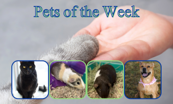 Pets of the Week for January 19, 2021