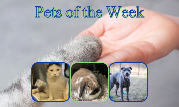 Pets of the Week for January 26, 2021